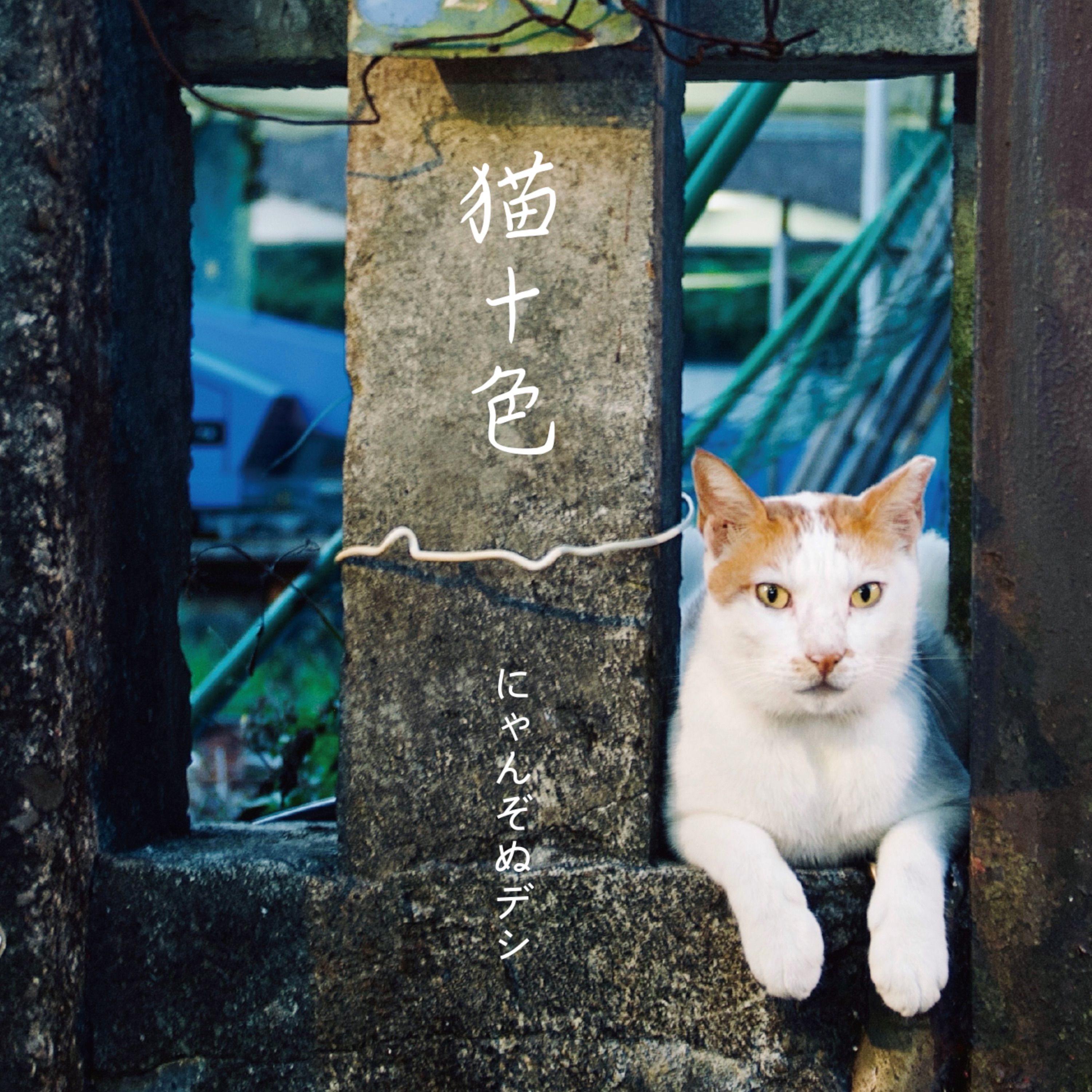 猫十色 ジャケット
